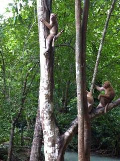 erawan_monkey.jpg