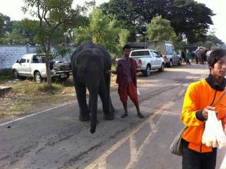 surin13.jpg