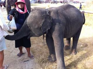 surin14.jpg