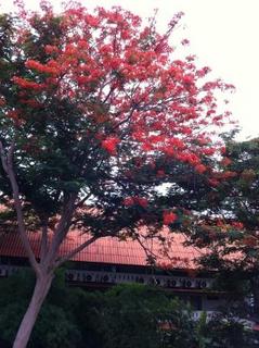 thai_sakura.jpg